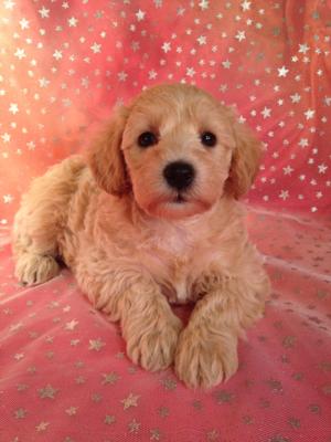 Miniature Apricot Schnoodle Puppy for sale DOB 9-10-2015 Ready November 2015